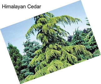 Himalayan Cedar