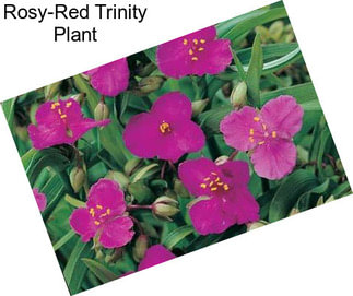 Rosy-Red Trinity Plant