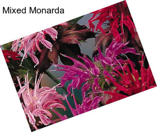 Mixed Monarda