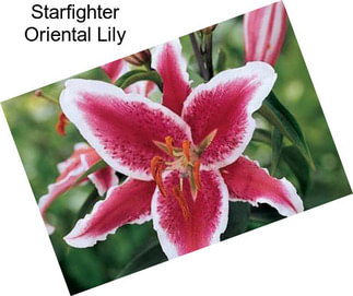 Starfighter Oriental Lily