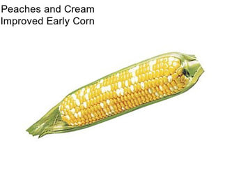 Peaches and Cream Improved Early Corn
