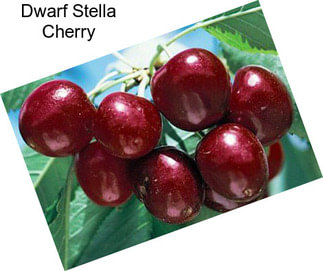 Dwarf Stella Cherry