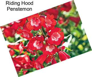 Riding Hood Penstemon