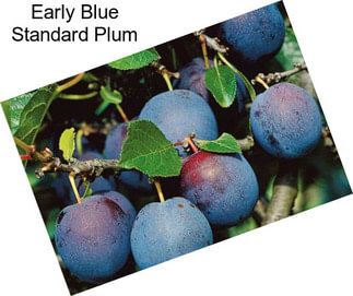 Early Blue Standard Plum