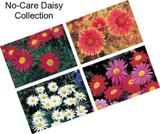 No-Care Daisy Collection