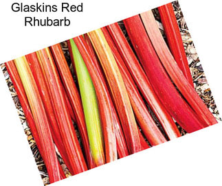 Glaskins Red Rhubarb