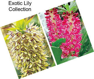 Exotic Lily Collection