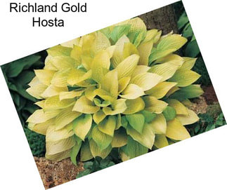 Richland Gold Hosta