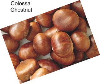 Colossal Chestnut