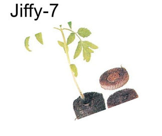 Jiffy-7