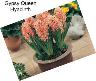 Gypsy Queen Hyacinth