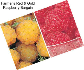 Farmer\'s Red & Gold Raspberry Bargain