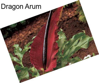 Dragon Arum