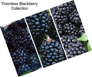 Thornless Blackberry Collection