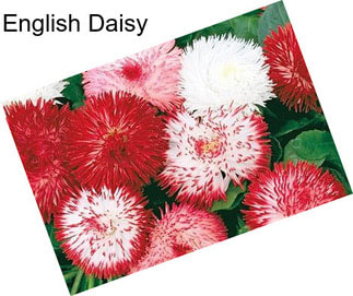 English Daisy