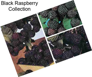 Black Raspberry Collection