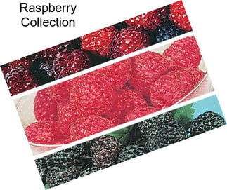 Raspberry Collection