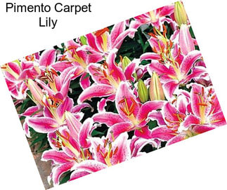 Pimento Carpet Lily
