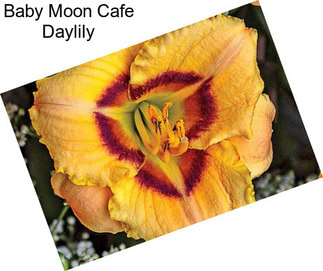 Baby Moon Cafe Daylily