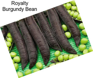 Royalty Burgundy Bean