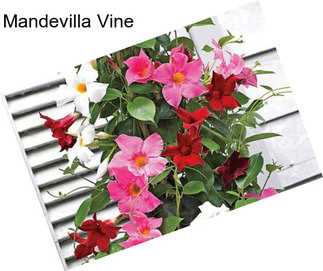 Mandevilla Vine