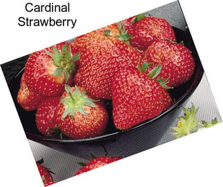 Cardinal Strawberry