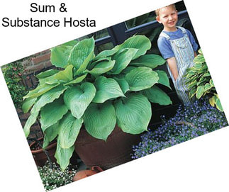 Sum & Substance Hosta