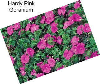 Hardy Pink Geranium