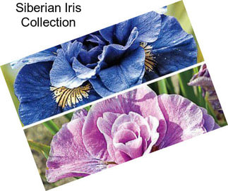 Siberian Iris Collection