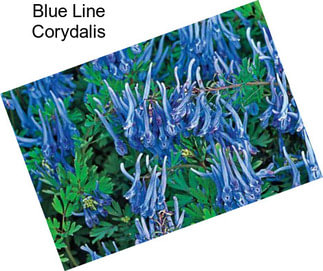 Blue Line Corydalis