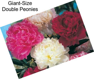 Giant-Size Double Peonies