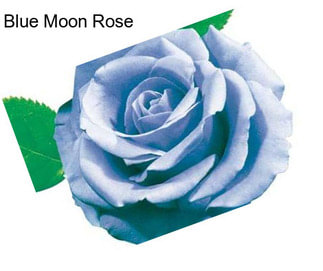 Blue Moon Rose