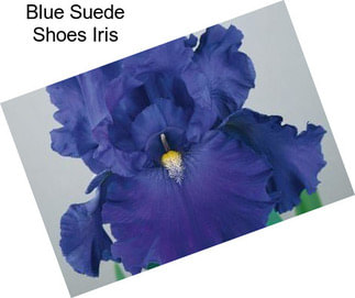 Blue Suede Shoes Iris