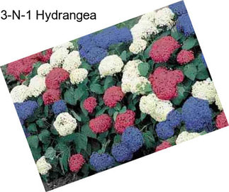 3-N-1 Hydrangea