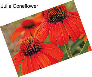 Julia Coneflower