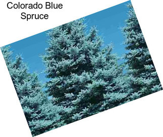 Colorado Blue Spruce