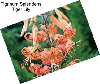 Tigrinum Splendens Tiger Lily