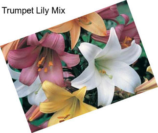 Trumpet Lily Mix