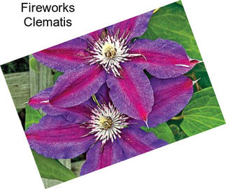 Fireworks Clematis