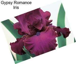 Gypsy Romance Iris