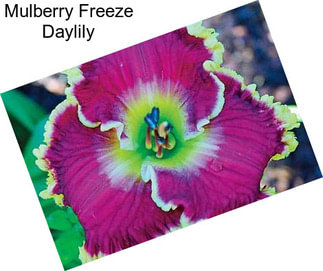 Mulberry Freeze Daylily