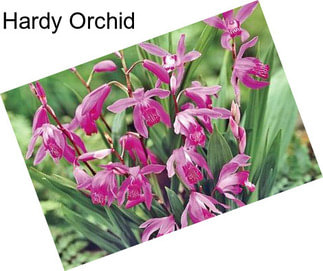 Hardy Orchid