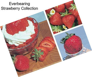 Everbearing Strawberry Collection