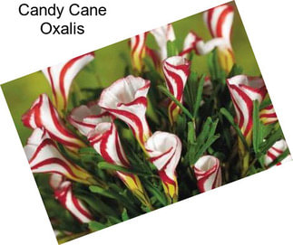 Candy Cane Oxalis