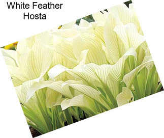 White Feather Hosta