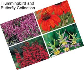 Hummingbird and Butterfly Collection