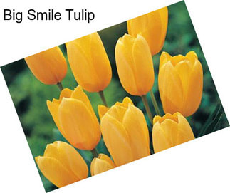 Big Smile Tulip