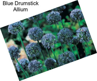 Blue Drumstick Allium