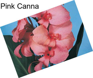 Pink Canna