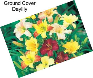 Ground Cover Daylily